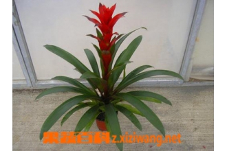五彩红星的功效与作用