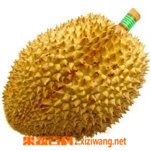 果蔬百科榴莲