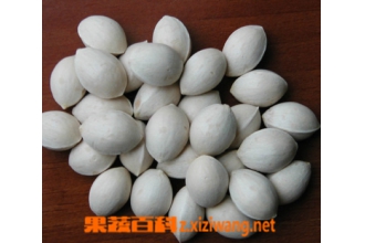 白果仁怎么吃 白果仁吃法大全