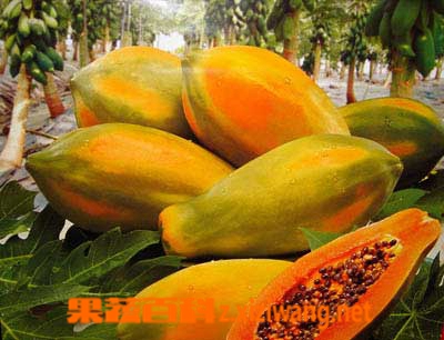 果蔬百科木瓜