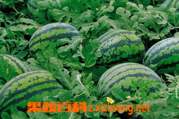 果蔬百科西瓜