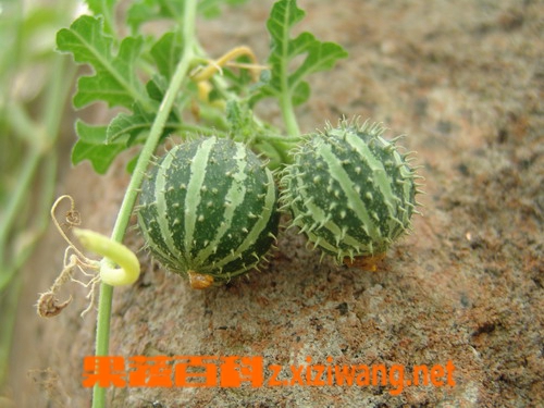 果蔬百科西瓜