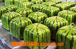 果蔬百科西瓜