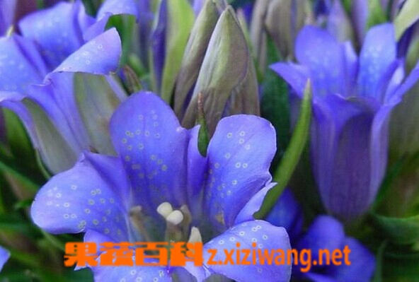 果蔬百科华丽龙胆