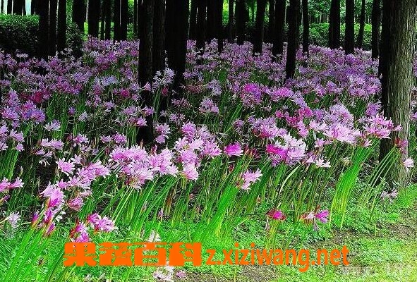 果蔬百科换棉花