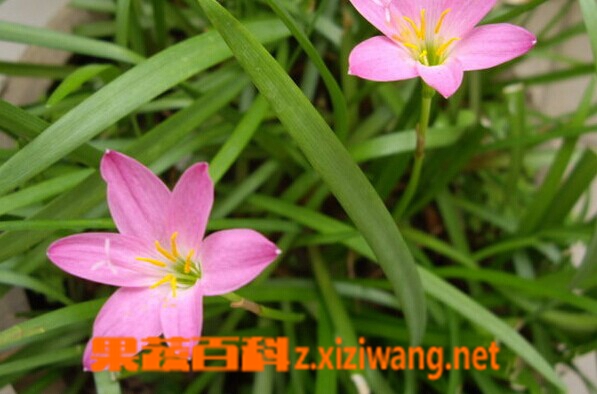 果蔬百科黄韭兰