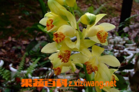 果蔬百科黄花鹤顶兰