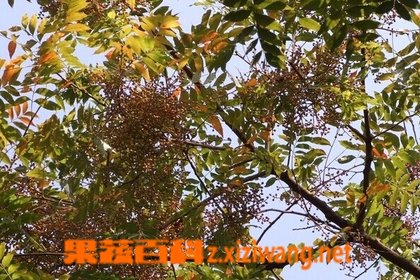 果蔬百科黄连木