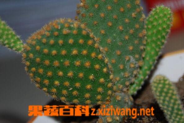 果蔬百科黄毛掌