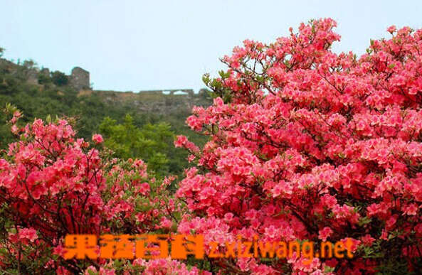 果蔬百科火红杜鹃