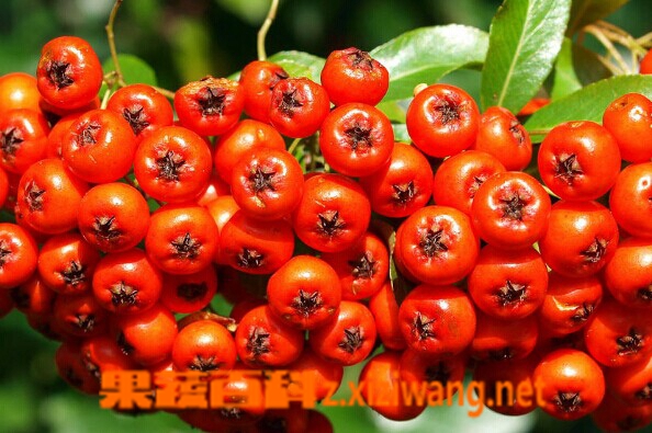 果蔬百科火棘