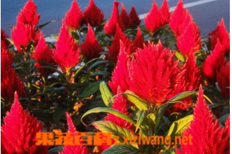 火炬花的功效与作用 火炬花盆栽种植时要点