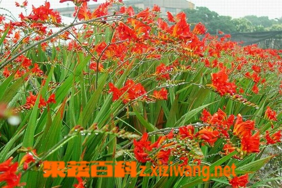 果蔬百科火星花