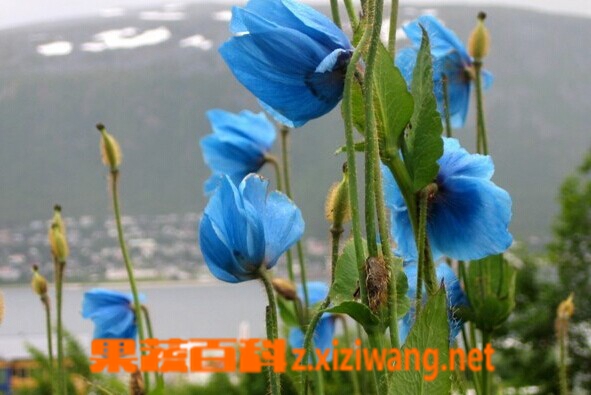 果蔬百科藿香叶绿绒蒿