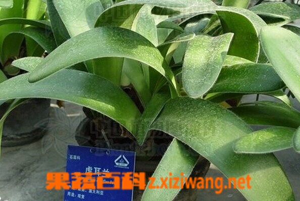 果蔬百科虎耳兰