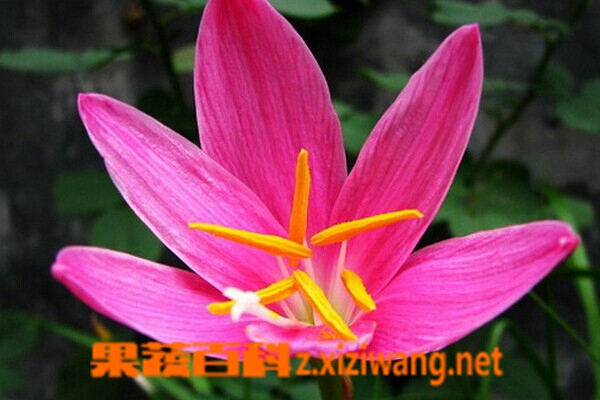 果蔬百科红花葱兰