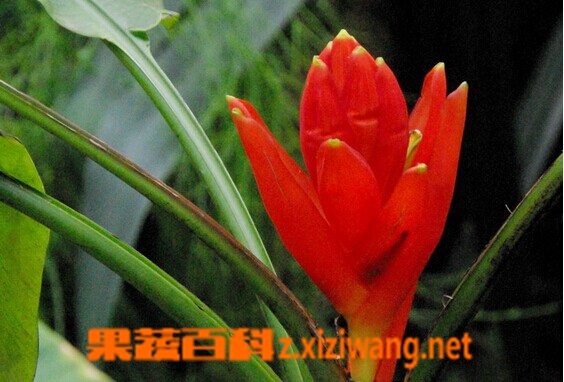 果蔬百科红蕉