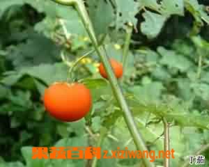 果蔬百科野颠茄