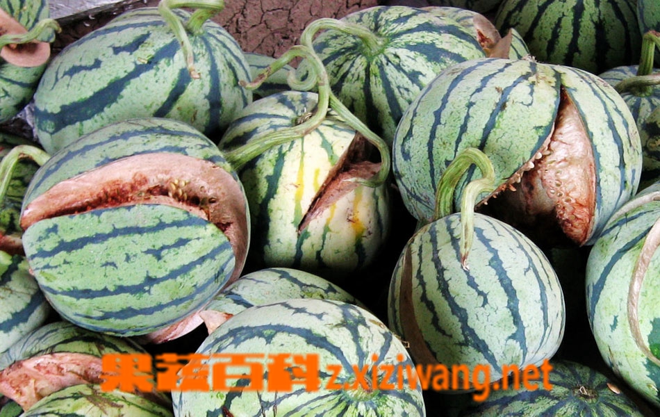 果蔬百科西瓜