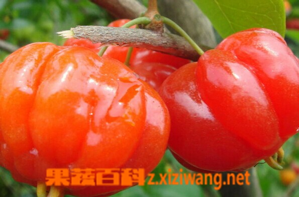 果蔬百科红果仔
