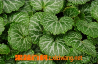 虎耳草的功效与作用