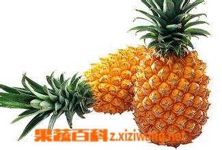 果蔬百科菠萝