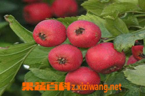 果蔬百科山楂