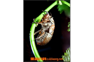 知了猴有什么营养价值