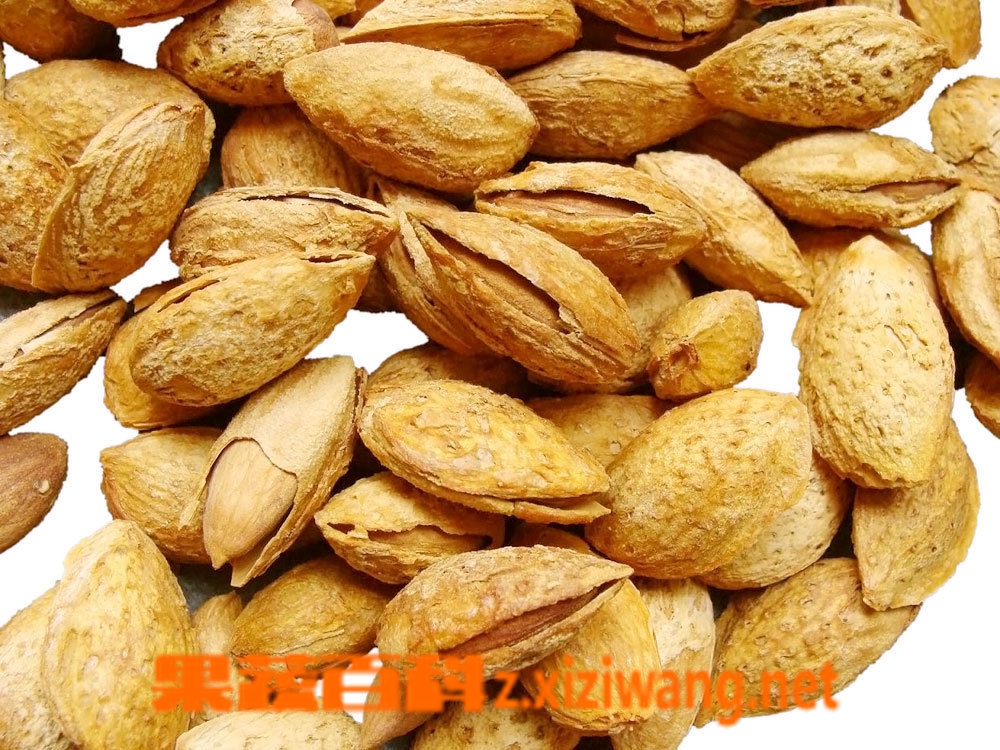 果蔬百科杏仁