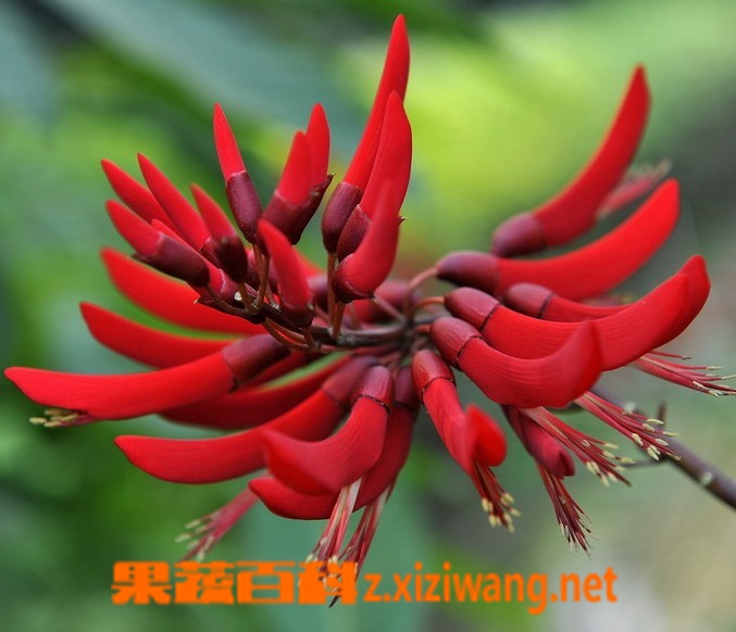果蔬百科象牙红的功效与作用