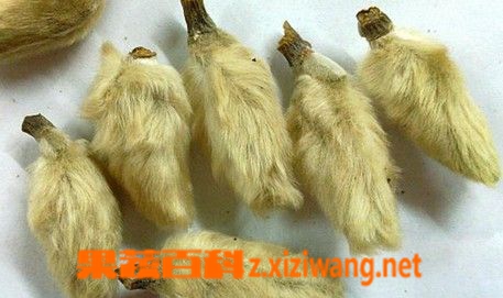 果蔬百科辛夷的功效与作用