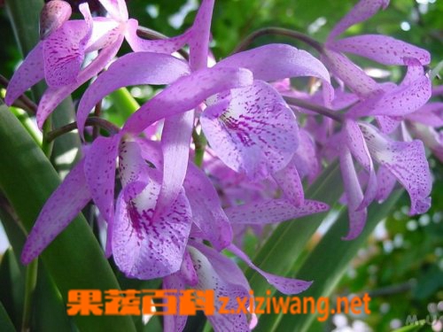 果蔬百科瑞香