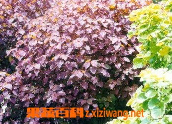果蔬百科俏黄栌