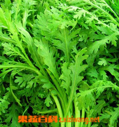 果蔬百科茼蒿