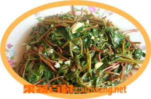 果蔬百科马齿苋