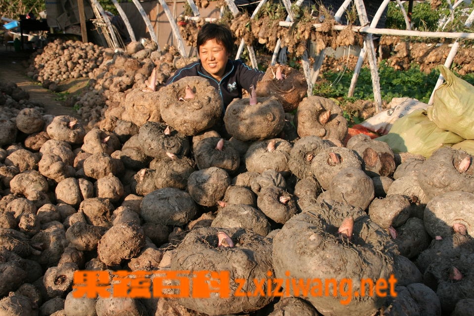 果蔬百科魔芋