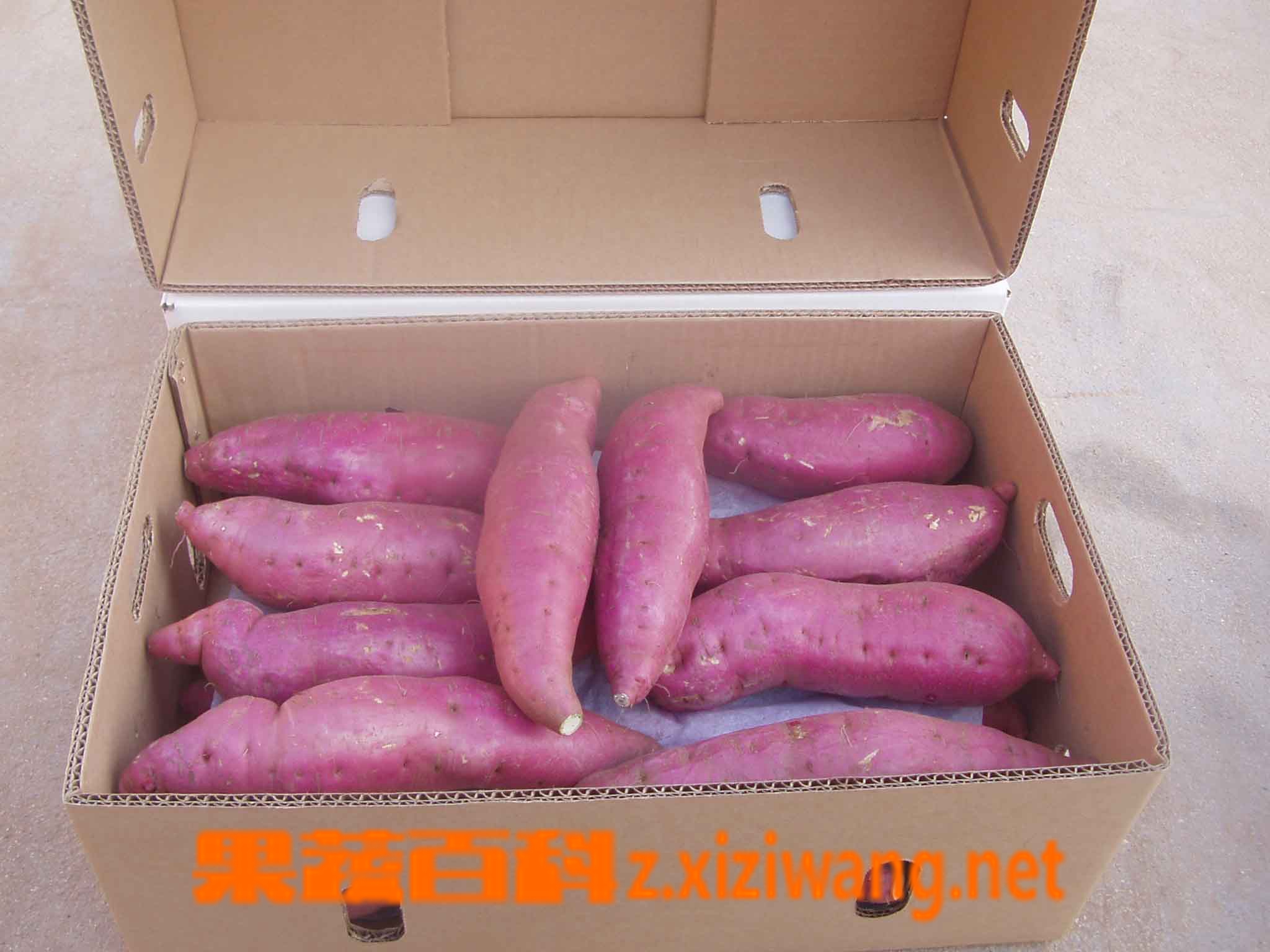 果蔬百科红薯