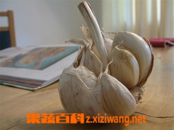 果蔬百科蒜头