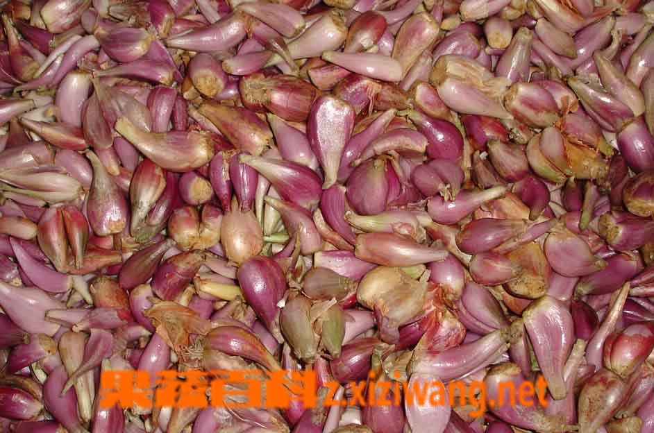 果蔬百科洋葱
