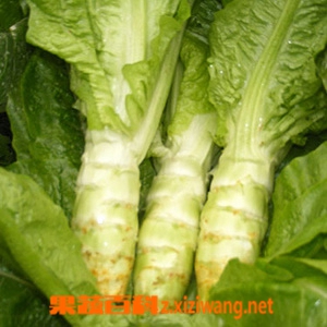 果蔬百科莴苣