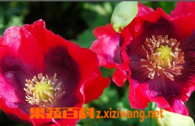果蔬百科瑞云