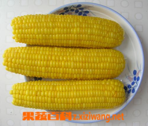 果蔬百科水果玉米