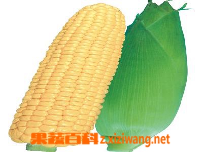 果蔬百科水果玉米