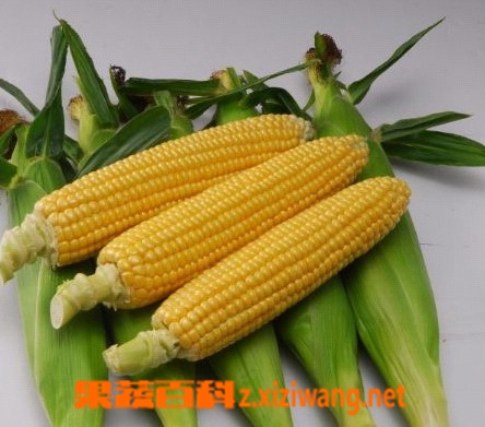 果蔬百科水果玉米