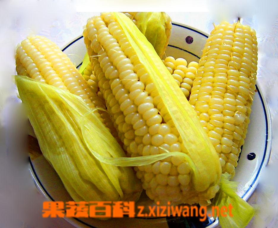 果蔬百科玉米