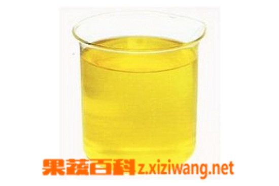 果蔬百科玉米胚芽油