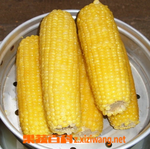 果蔬百科玉米