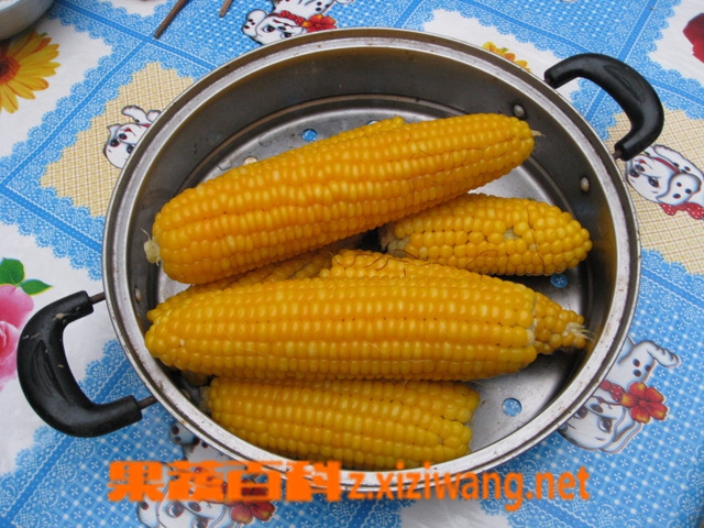 果蔬百科玉米