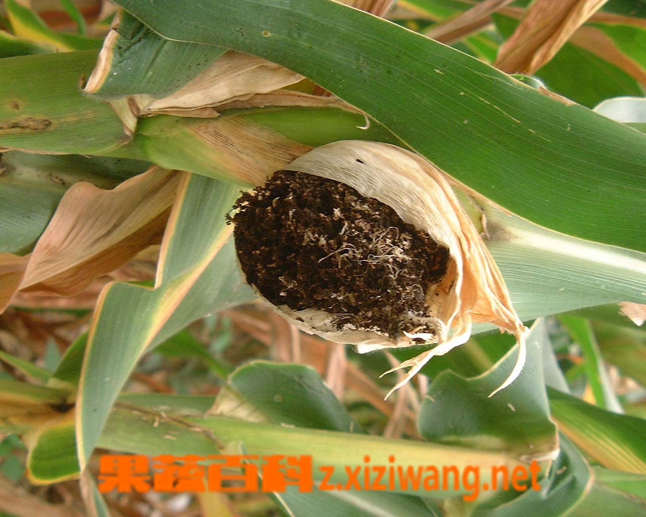 果蔬百科玉米黑粉
