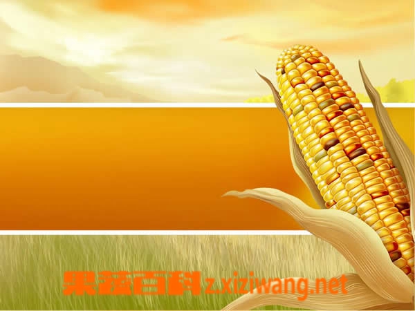 果蔬百科玉米